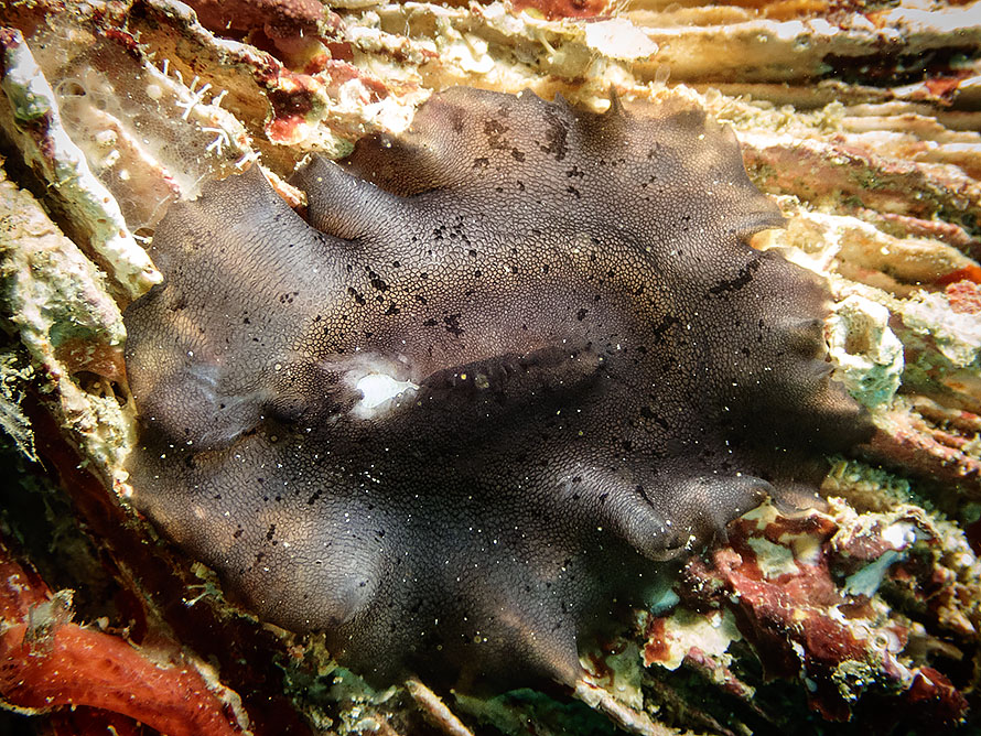 Scutus unguis